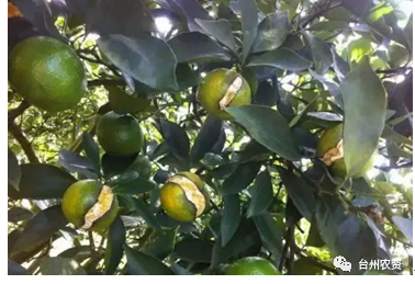 臺(tái)州農(nóng)資 臺(tái)州農(nóng)資